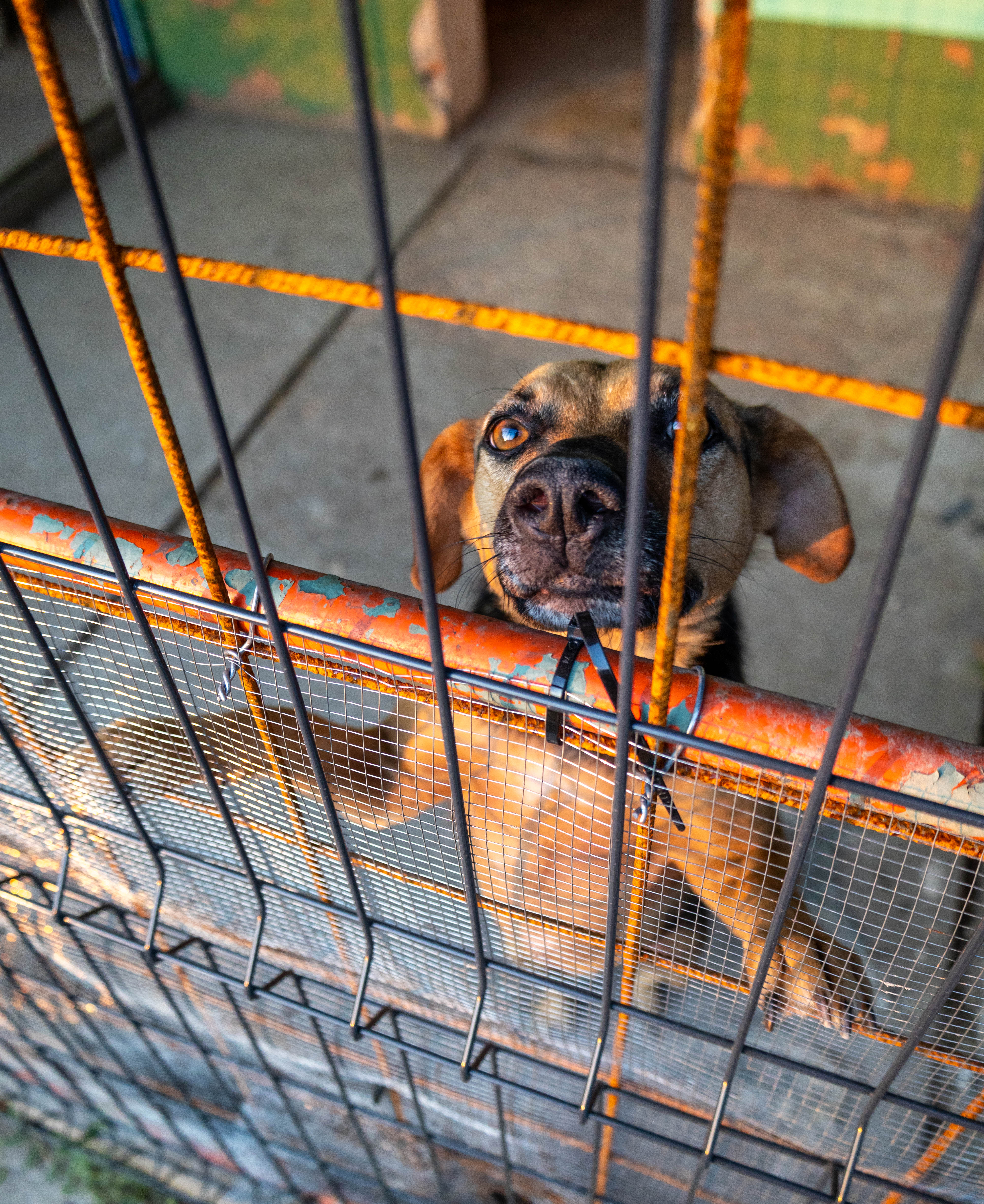 Strays in need Serbia Team
