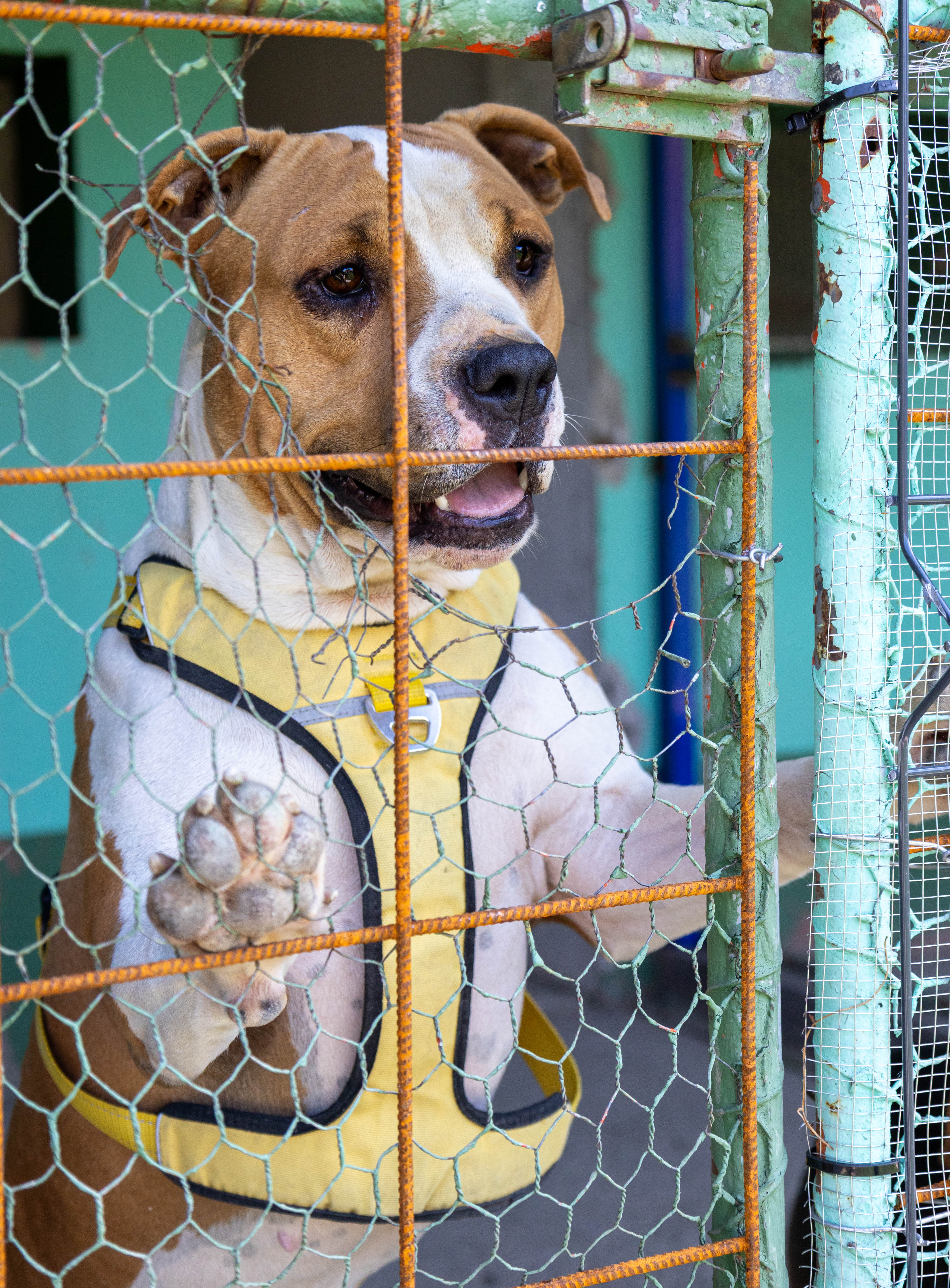 Strays in need Serbia Team