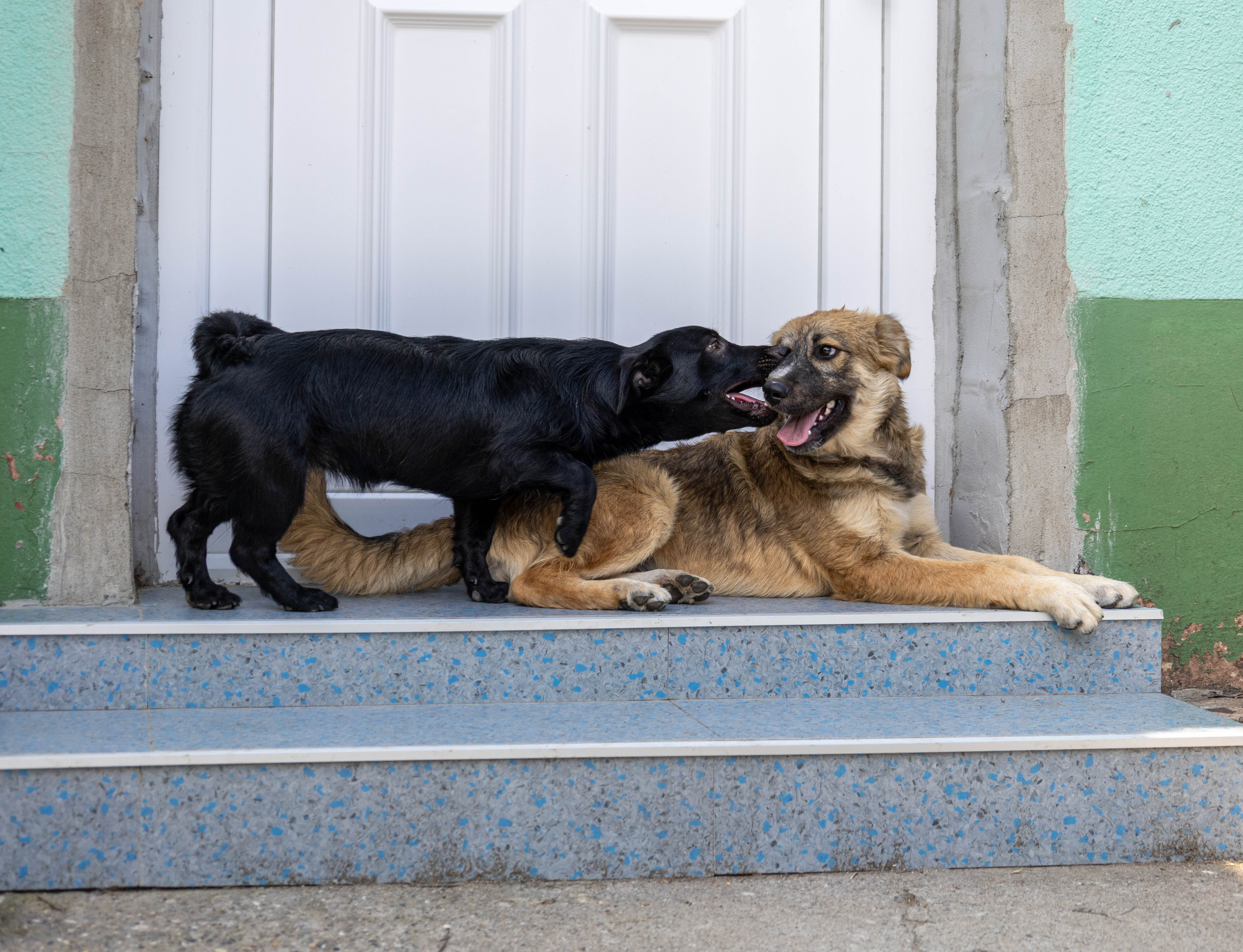 Strays in need Serbia Team